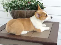 Kikki (AKC), a female Pembroke Welsh Corgi for sale in Nappanee, IN – 6 of 8