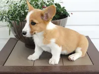 Kikki (AKC), a female Pembroke Welsh Corgi for sale in Nappanee, IN – 3 of 8