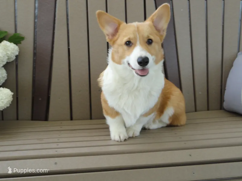 Ike (AKC) – Pembroke Welsh Corgi puppy for sale in Nappanee, IN
