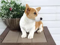 King (AKC), a male Pembroke Welsh Corgi for sale in Nappanee, IN – 7 of 8