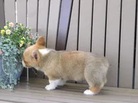 Jake, a male Pembroke Welsh Corgi for sale in Nappanee, IN – 5 of 7