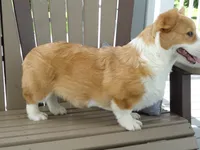Ike (AKC), a male Pembroke Welsh Corgi for sale in Nappanee, IN – 5 of 9