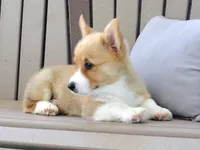 Jake, a male Pembroke Welsh Corgi for sale in Nappanee, IN – 2 of 7