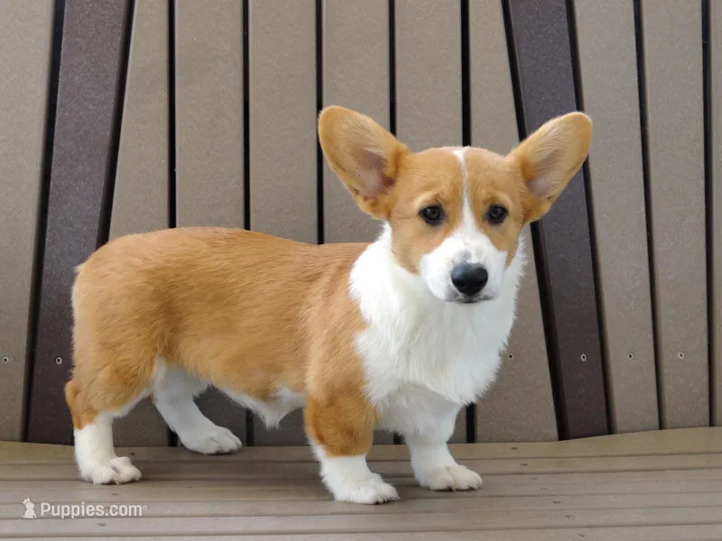 Jackie – Pembroke Welsh Corgi puppy for sale in Nappanee, IN
