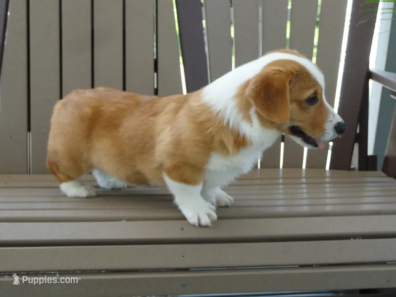 Jasper – Pembroke Welsh Corgi puppy for sale in Nappanee, IN