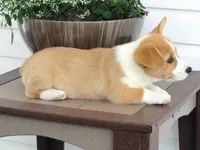 Kobe (AKC), a male Pembroke Welsh Corgi for sale in Nappanee, IN – 3 of 8