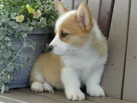 Juni, a female Pembroke Welsh Corgi for sale in Nappanee, IN – 7 of 8