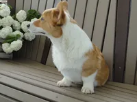Ike (AKC), a male Pembroke Welsh Corgi for sale in Nappanee, IN – 3 of 9