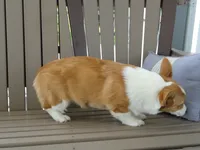Ike (AKC), a male Pembroke Welsh Corgi for sale in Nappanee, IN – 7 of 9