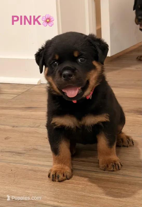 Pink Girl – Rottweiler puppy for sale in Wilmington, NC