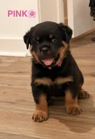 Pink Girl, a female Rottweiler for sale in Wilmington, NC – 1 of 1