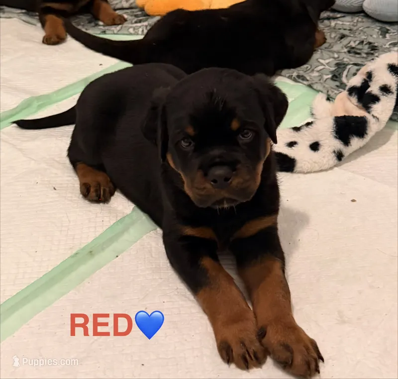 Red Collar – Rottweiler puppy for sale in Wilmington, NC