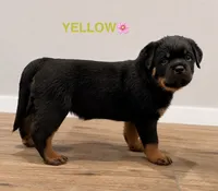 Yellow Girl, a female Rottweiler for sale in Wilmington, NC – 1 of 2