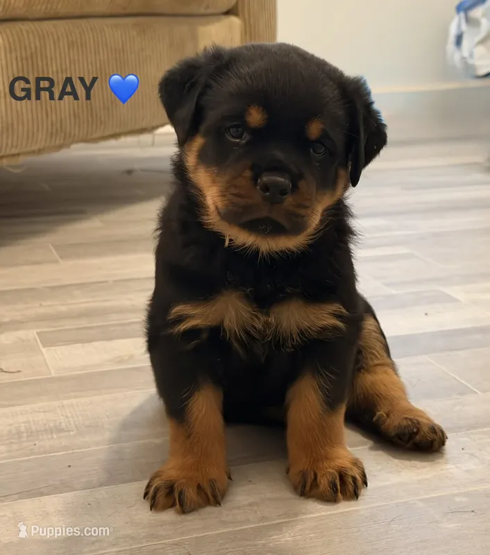 Gray Boy – Rottweiler puppy for sale in Wilmington, NC