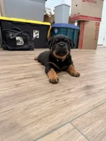 Yellow Girl, a female Rottweiler for sale in Wilmington, NC – 2 of 2
