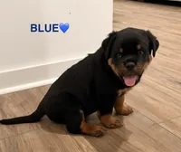 Blue Boy, a male Rottweiler for sale in Wilmington, NC – 2 of 2