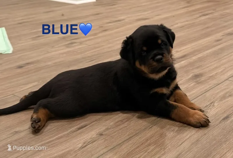Blue Boy – Rottweiler puppy for sale in Wilmington, NC