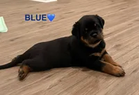 Blue Boy, a male Rottweiler for sale in Wilmington, NC – 1 of 2