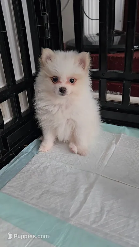 Leia – Pomeranian puppy for sale in Newport News, VA