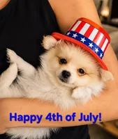 Daisy, a female Pomeranian for sale in Newport News, VA – 2 of 2