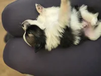 Boy 3, a male Pomchi for sale in Newport News, VA – Photo 5 of 5