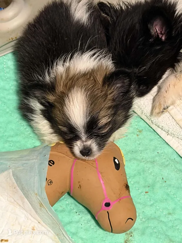Boy 3 – Pomchi puppy for sale in Newport News, VA