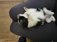 Boy 3, a male Pomchi for sale in Newport News, VA – Photo 2 of 5