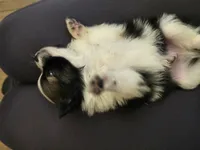 Boy 3, a male Pomchi for sale in Newport News, VA – Photo 3 of 5