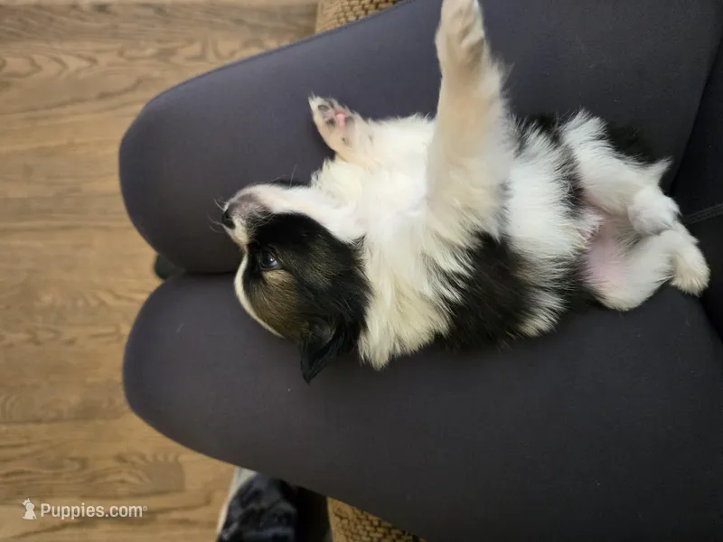 Boy 3 – Pomchi puppy for sale in Newport News, VA