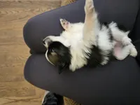 Boy 3, a male Pomchi for sale in Newport News, VA – Photo 1 of 5