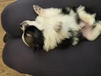 Boy 3, a male Pomchi for sale in Newport News, VA – Photo 4 of 5