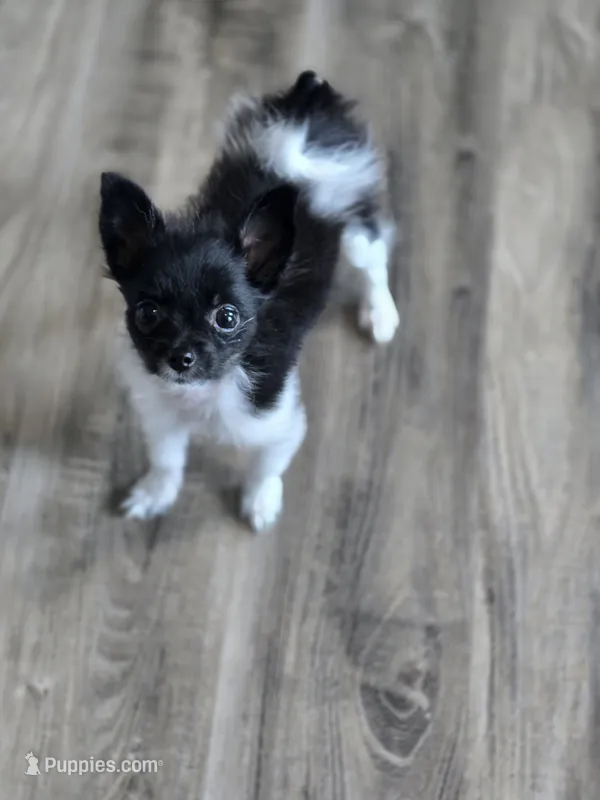 Very Tiny Timmy – Pomchi puppy for sale in Newport News, VA