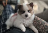 Han Solo, a male Pomeranian for sale in Newport News, VA – 2 of 3