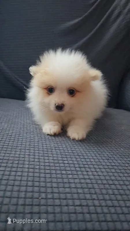 Wicket – Pomeranian puppy for sale in Newport News, VA