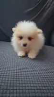 Wicket, a male Pomeranian for sale in Newport News, VA – 1 of 4