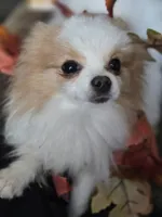 Benjamin, a male Pomeranian for sale in Newport News, VA – Photo 2 of 3