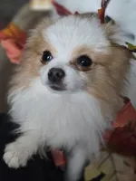 Benjamin, a male Pomeranian for sale in Newport News, VA – Photo 3 of 3