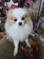 Benjamin, a male Pomeranian for sale in Newport News, VA – Photo 1 of 3