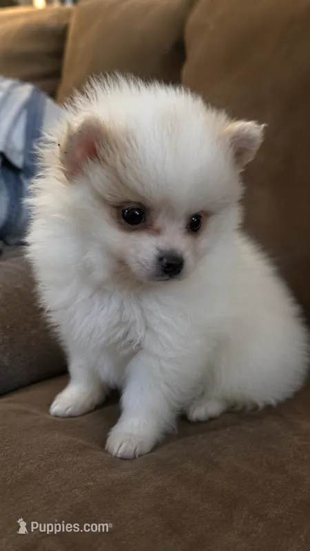 Jyn Erso – Pomeranian puppy for sale in Newport News, VA