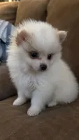 Jyn Erso, a female Pomeranian for sale in Newport News, VA – 1 of 1
