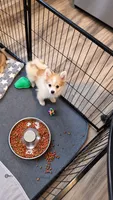 Beau, a male Pomeranian for sale in Newport News, VA – 3 of 4