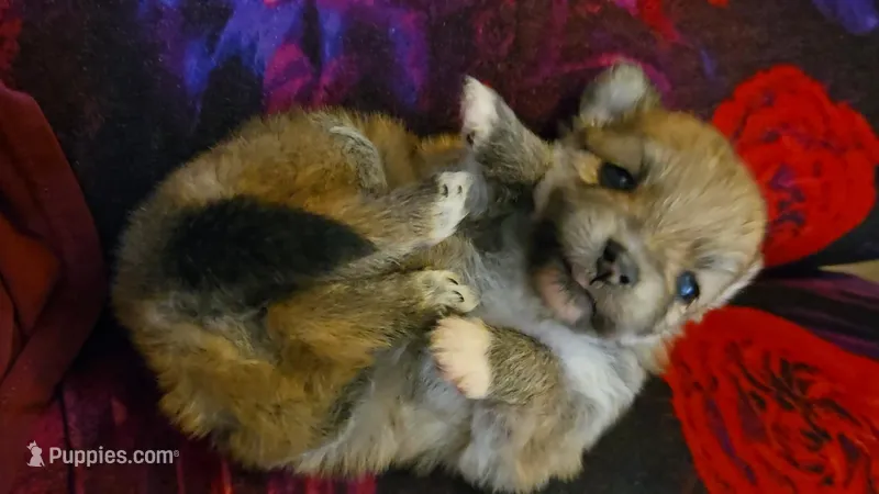 White toes – Pomeranian puppy for sale in Newport News, VA