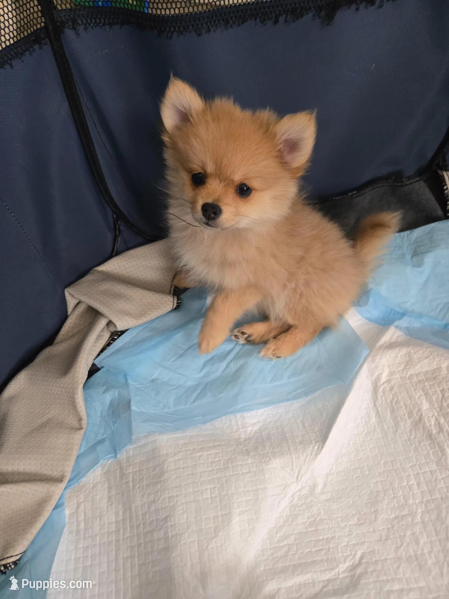 Asha, a female Pomeranian for sale in Newport News, VA – Photo 1 of 5