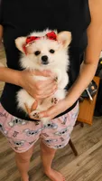 Daisy, a female Pomeranian for sale in Newport News, VA – 1 of 2