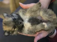 Grogu, a male Pomeranian for sale in Newport News, VA – Photo 2 of 4