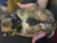 Grogu, a male Pomeranian for sale in Newport News, VA – Photo 3 of 4