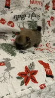 Grogu, a male Pomeranian for sale in Newport News, VA – Photo 4 of 4
