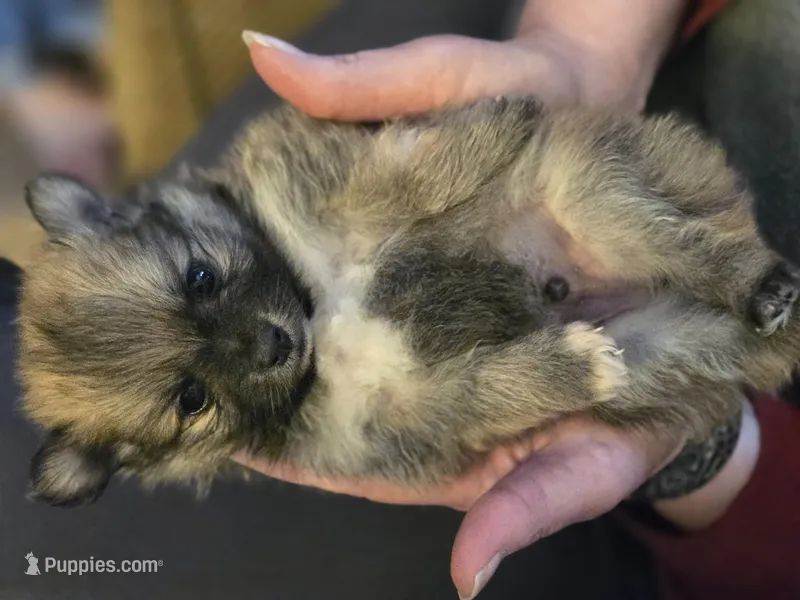 Grogu – Pomeranian puppy for sale in Newport News, VA