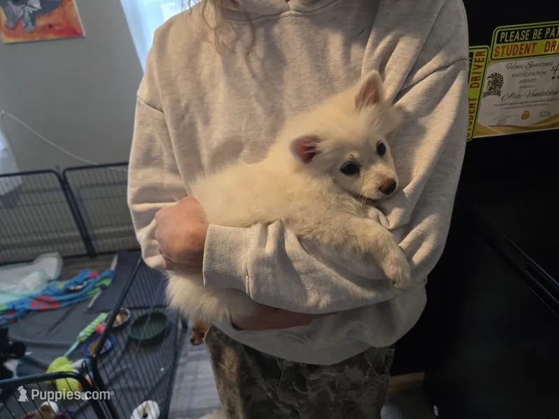 Serenity – Pomeranian puppy for sale in Newport News, VA