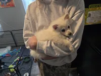 Serenity, a female Pomeranian for sale in Newport News, VA – 1 of 1